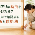 シロアリの幼虫を見つけたら？家の中で確認する場所と対処法