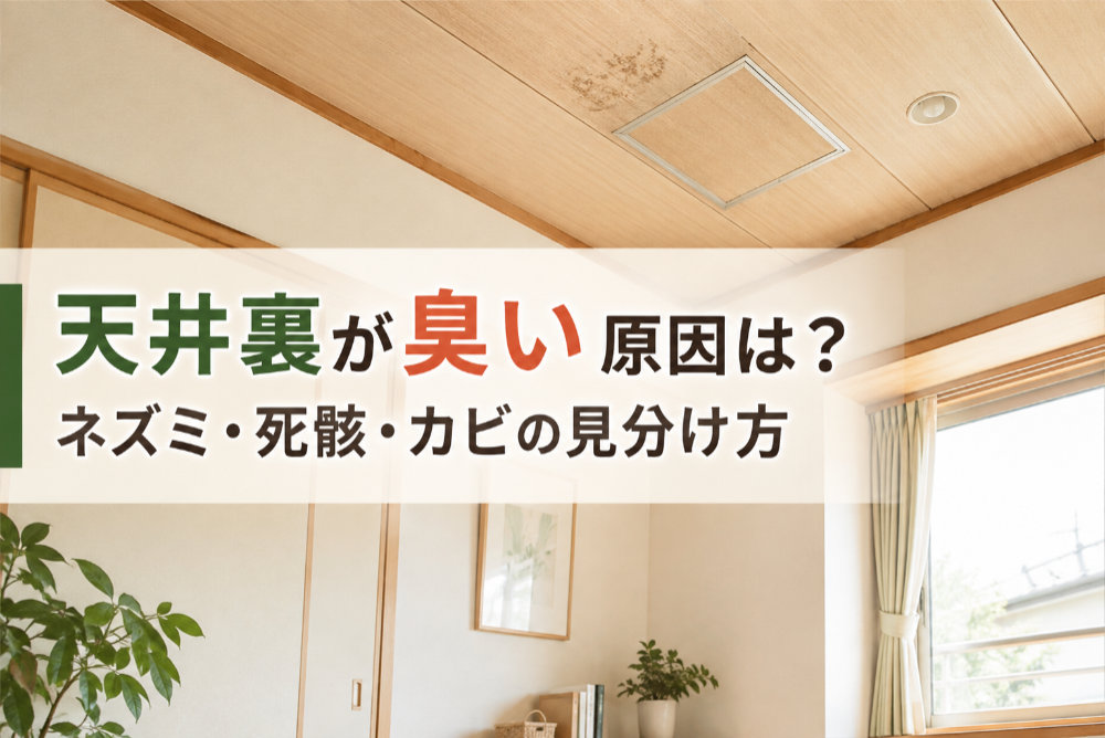 天井裏が臭い原因は？ネズミ・死骸・カビの見分け方