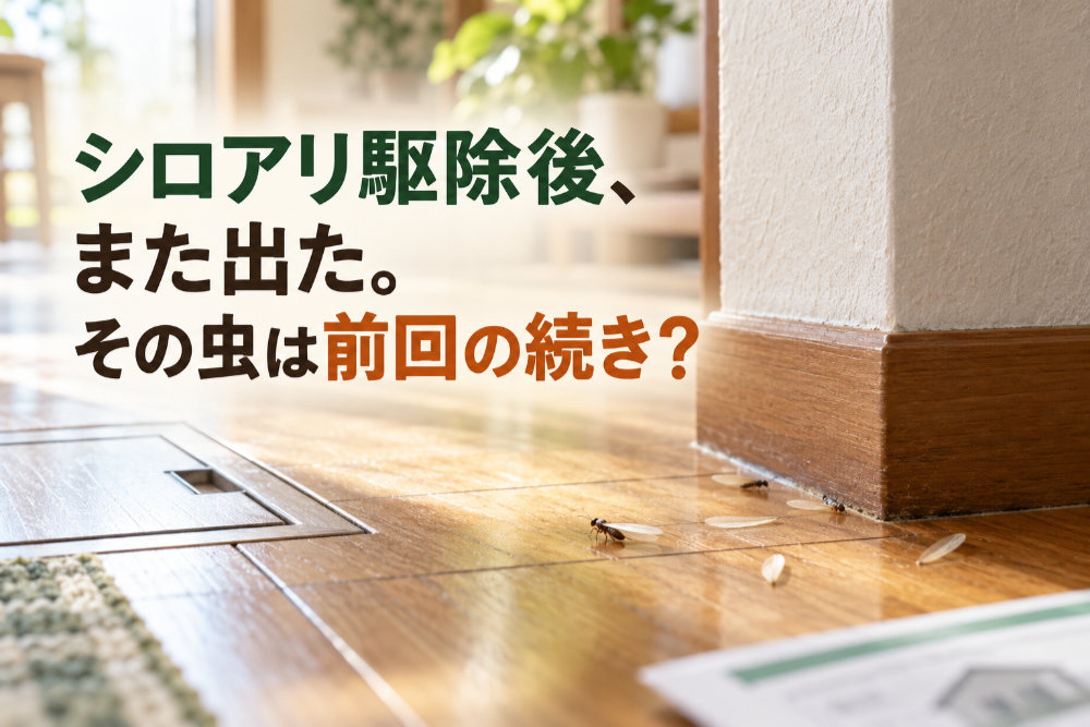 シロアリ駆除後、また出た。その虫は前回の続き？