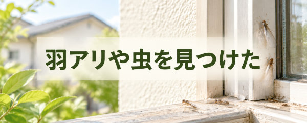 羽アリや虫を見つけた